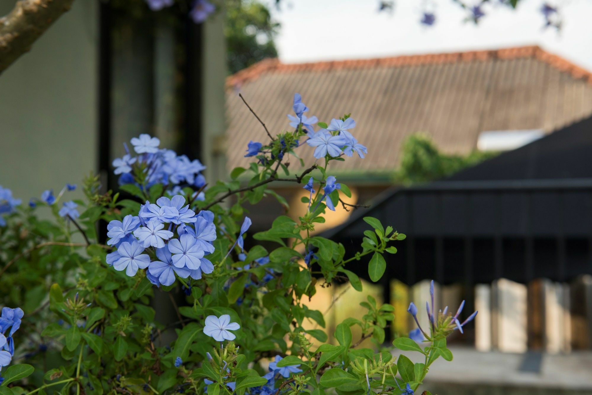 Villa Escondite - The Hotel Sri Dźajawardanapura Kotte Zewnętrze zdjęcie